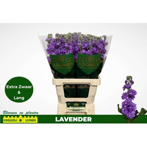 MATTH MILLA LAVENDER