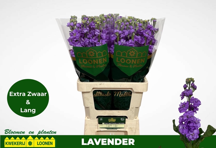 <h4>MATTH MILLA LAVENDER</h4>