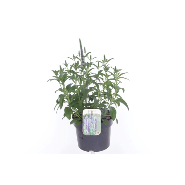 <h4>Veronica spicata Anniversary Blue</h4>