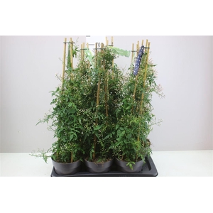 Jasminum Pyramide 400+