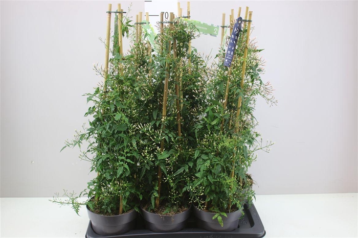 <h4>Jasminum Pyramide 400+</h4>