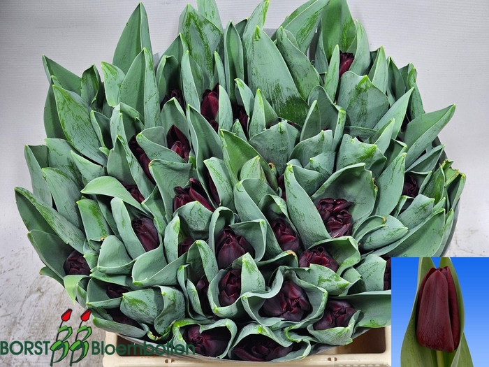 <h4>TU EN TOENDRA</h4>