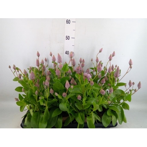 Ptilotus exaltatus 'Joey'