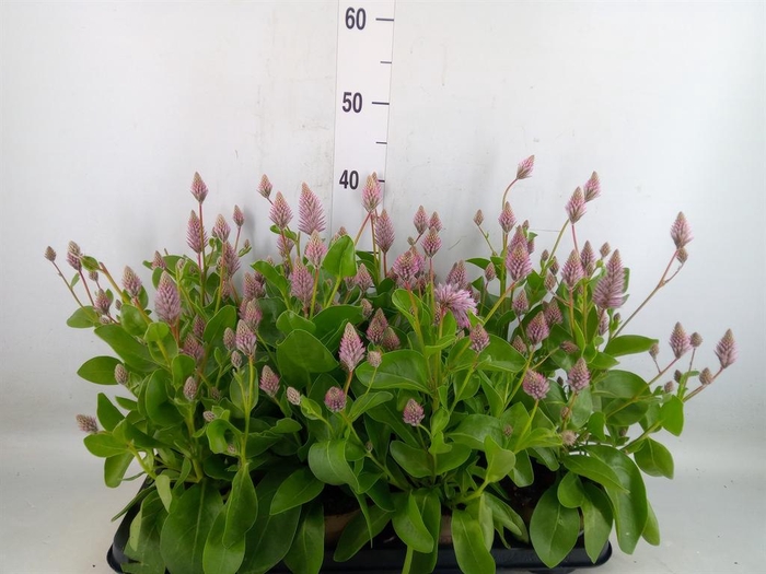 <h4>Ptilotus exaltatus 'Joey'</h4>