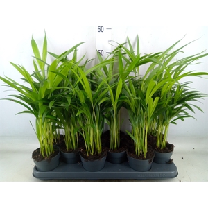 Dypsis lutescens   ...Chrysalidoca