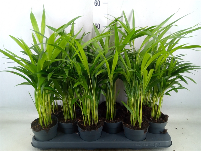 <h4>Dypsis lutescens   ...Chrysalidoca</h4>