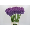 Allium Globemaster