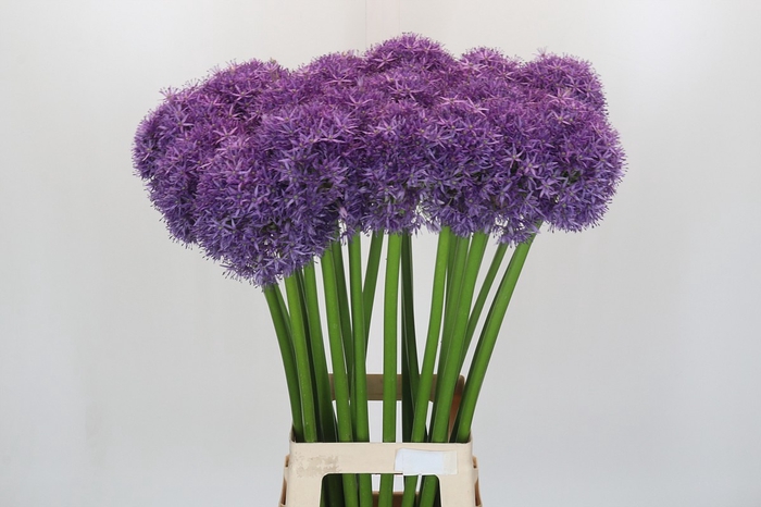 <h4>Allium Globemaster</h4>