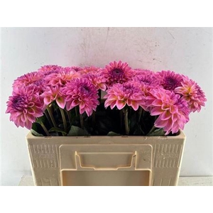 Dahlia Esli