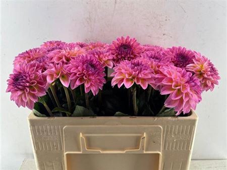 <h4>Dahlia Esli</h4>