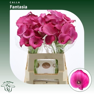 Calla Fantasia