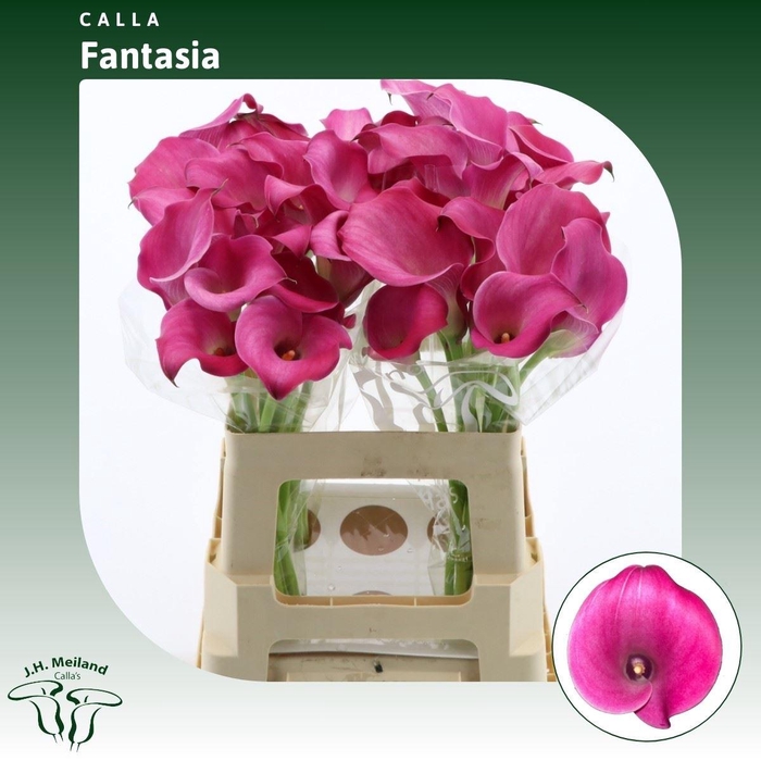 <h4>Calla Fantasia</h4>