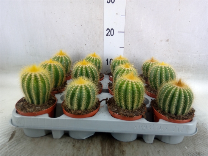 <h4>Parodia warasii</h4>