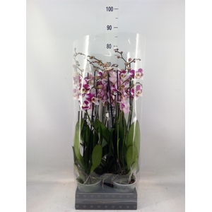 Phalaenopsis  'Ant Barcelona'