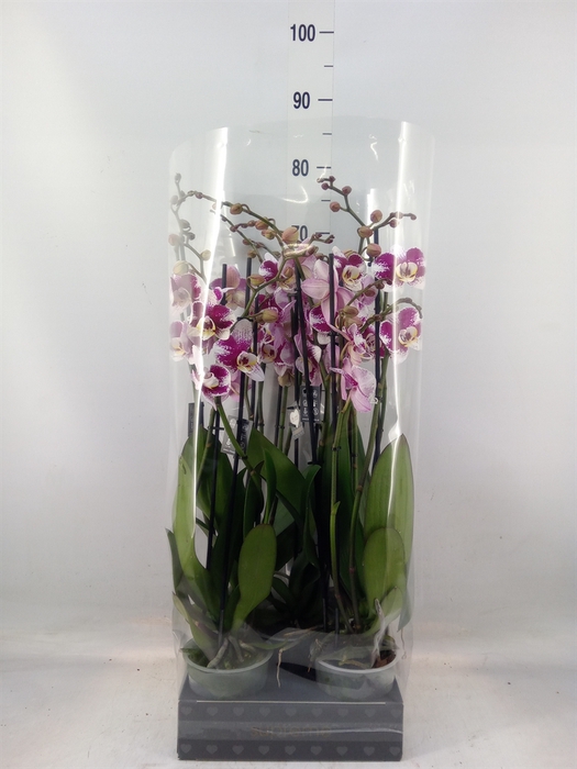 <h4>Phalaenopsis  'Ant Barcelona'</h4>