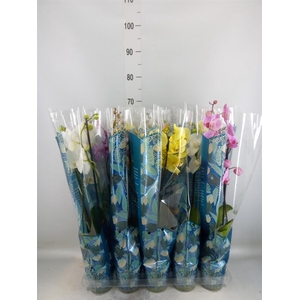 Phalaenopsis   ...mix  5