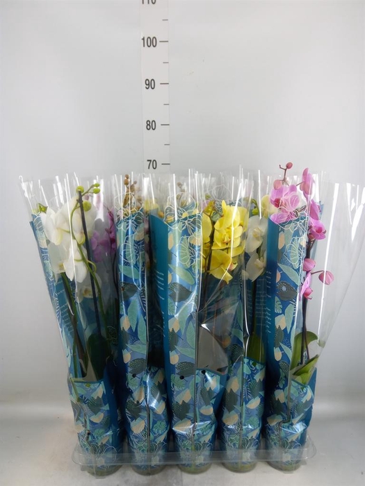 <h4>Phalaenopsis   ...mix  5</h4>