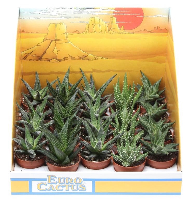 <h4>Aloe Overig gemengd Desert</h4>