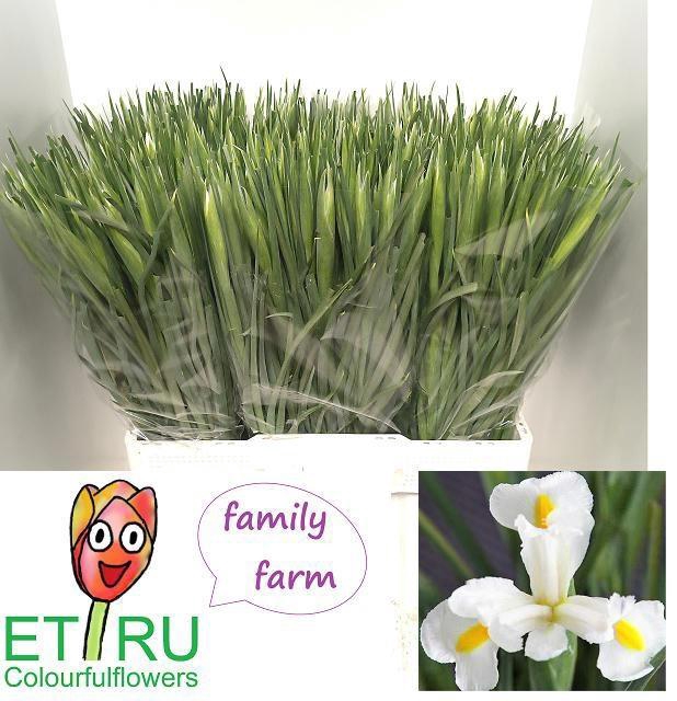 <h4>IRIS WHITE MAGIC</h4>