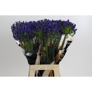 Agapanthus EYFORI Blue