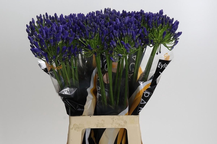 <h4>Agapanthus EYFORI Blue</h4>