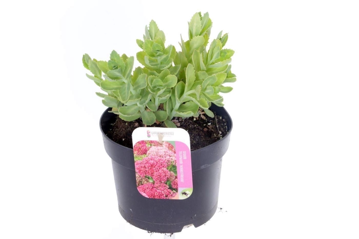 <h4>Sedum Herbstfreude</h4>
