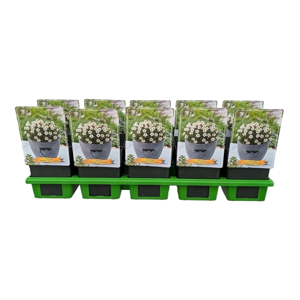 <h4>Saxifraga Pixie White P11</h4>