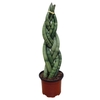 SANSEVIERIA TRANCADO 6 DEDOS P10
