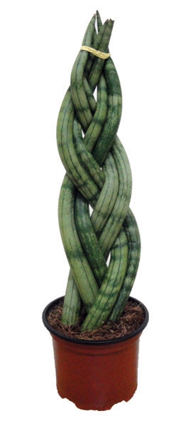<h4>SANSEVIERIA TRANCADO 6 DEDOS P10</h4>