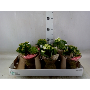 Arr.   Planten L%
