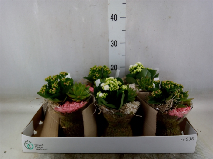 <h4>Arr.   Planten L%</h4>