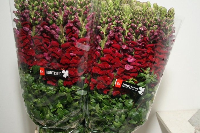 <h4>Antir Overig Red</h4>