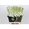 Matthiola Iron White