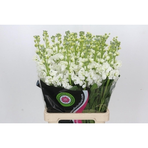 Matthiola Iron White
