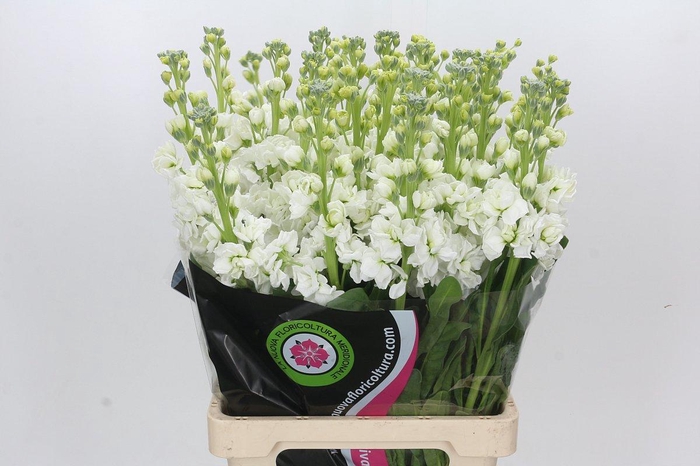 <h4>Matthiola Iron White</h4>