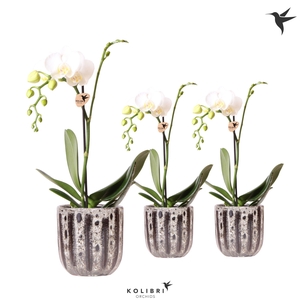 Kolibri Orchids Phalaenopsis white 1 spike in Soul pot