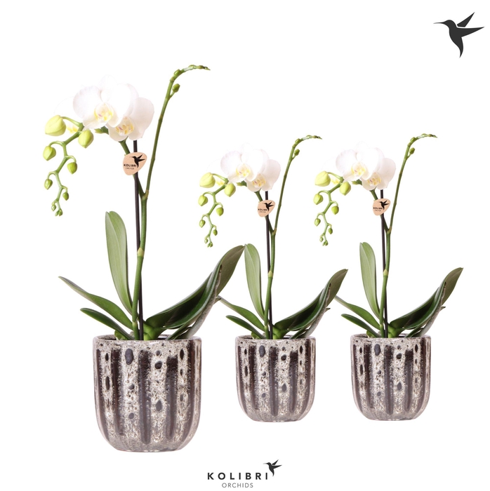 <h4>Kolibri Orchids Phalaenopsis white 1 spike in Soul pot</h4>