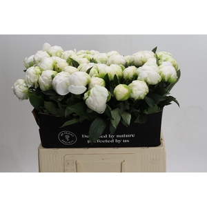 Paeonia Madame Claude Tain