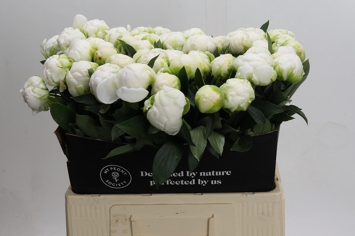 <h4>Paeonia Madame Claude Tain</h4>