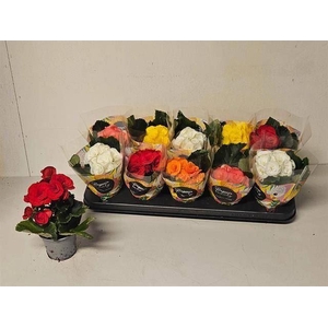 Begonia Elat. dubbelbloemig gemengd