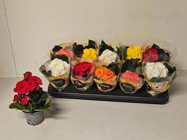 <h4>Begonia Elat. dubbelbloemig gemengd</h4>