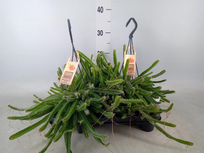 <h4>Hylocereus undatus</h4>