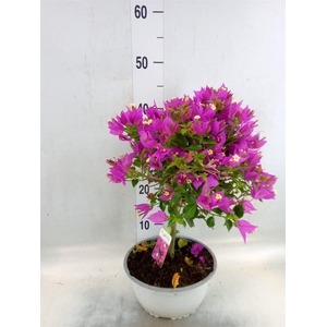 Bougainvillea   ...