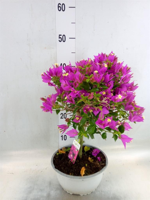<h4>Bougainvillea   ...</h4>