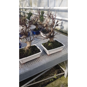 Malus domestica 26cm.