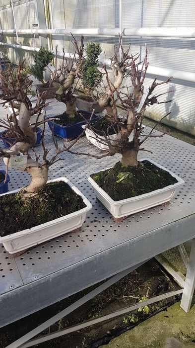 <h4>Malus domestica 26cm.</h4>