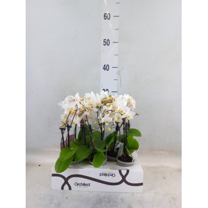 Phalaenopsis   ...mini