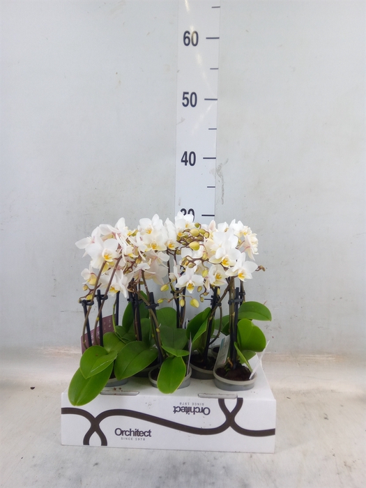 <h4>Phalaenopsis   ...mini</h4>