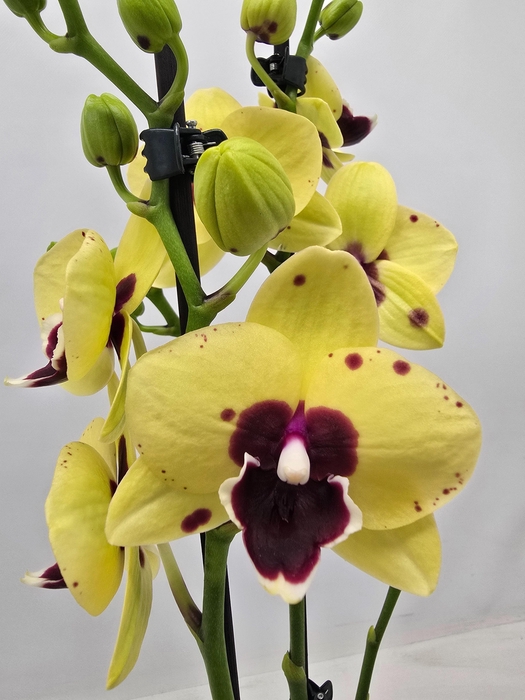 <h4>Limited 16 week 19</h4>