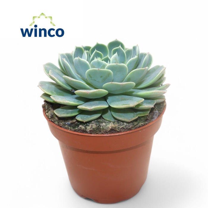 <h4>Echeveria Haylina</h4>